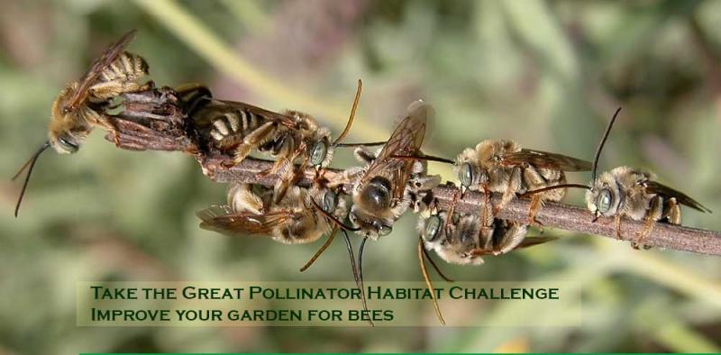 Image of male bees sleeping