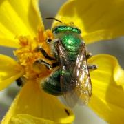 Agapostemon Hartmut Wisch_0.jpg