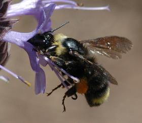 Bombus californicus female Hartmut Wisch_0.jpg