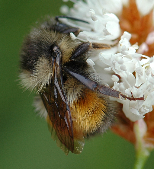 Bombus melanopygus female Hartmut Wisch.jpg