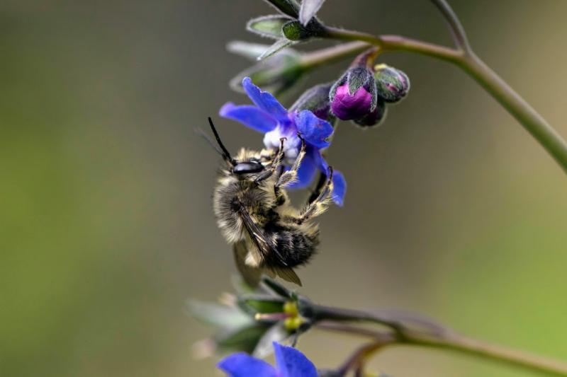 Habropoda_Cynoglossum.jpg