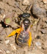 Halictus tripartitus female 2 Hartmut Wisch_0.jpg