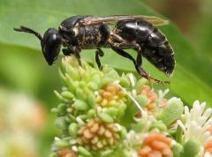 Hylaeus by Nigel Jones_0.jpg