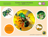 Agapostemon card