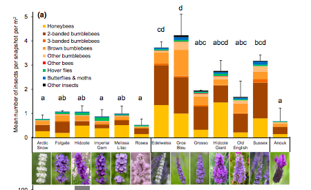 Graph of Lavender visited by bees