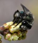 andrena cerasifolia female hartmut wisch_0.jpg