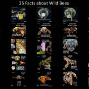 large_25 facts ppt poster.jpg