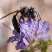 large_Andrena female 2 Hartmut Wisch.jpg