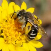 large_Andrena female Hartmut Wisch.jpg