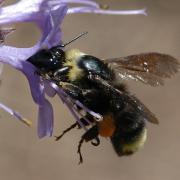 Bombus californicus female Hartmut Wisch.jpg