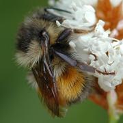 Bombus melanopygus female Hartmut Wisch.jpg