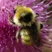 Bombus vandykei Hartmut Wisch.jpg