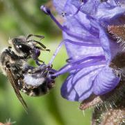 large_Dufourea female Hartmut Wisch.jpg