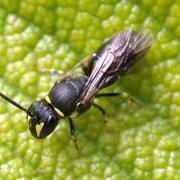 Hylaeus female by Ann Pettigrew