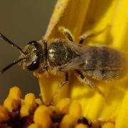 Lasioglossum actinosum female Hartmut Wisch.jpg