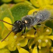 large_Lasioglossum male Hartmut Wisch.jpg