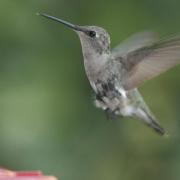 Ruby throated hummingbird female by Averralikesramen