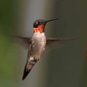 Ruby throated hummingbird male by Curt Hart.