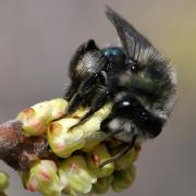 large_andrena cerasifolia female hartmut wisch.jpg