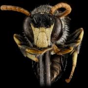 Hylaeus face by Sam Droege