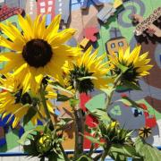 Lemon Queen sunflower garden