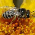 Colletes female by Hartmut Wisch