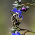 medium_Habropoda_Cynoglossum.jpg