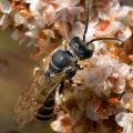 Halictus farinosus male by Hartmut Wisch