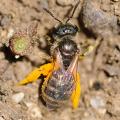 Halictus tripartitus female by  Hartmut Wisch.jpg