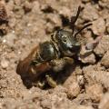 Halictus tripartitus female by Hartmut Wisch.jpg