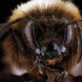 medium_bombus occidentalis.jpg