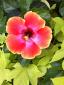 Bluegrasslady1's picture
