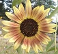 Redcritter86's picture