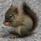 SafariSquirrel5's picture SafariSquirrel5's picture