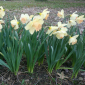 TheGothicGardener's picture