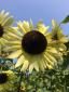 SunflowerSanctuary's picture